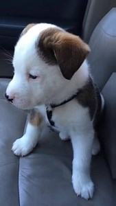 5.4M views · 26K reactions | Cuando no sabes que es el hipo... y te enfadas contigo mismo! | Cabropeludos | Facebook