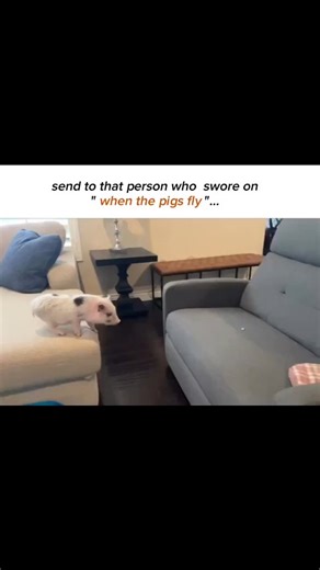 𝙂𝙞𝙜𝙜𝙡𝙚𝙨 𝙖𝙣𝙙 𝙢𝙚𝙢𝙚𝙨 🍄🦕🪶 on Instagram: "Finally the pig is flying 🤣😂"