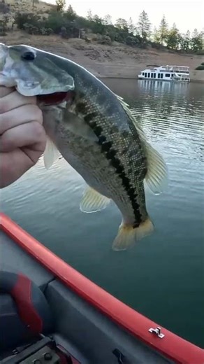 Kastmaster For Surface Bass!