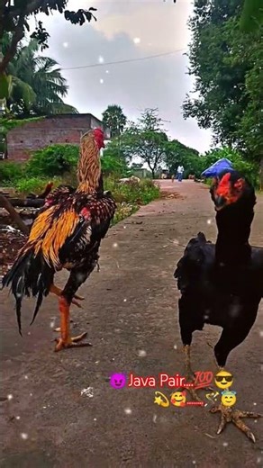 😎Java breeding Pair..💯✨🥰 #shorts#aseellovers#aseelmurga #shortvideo#trendingshorts#trending #viral