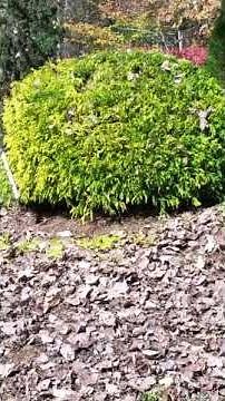 How to Trim: Chamaecyparis 'Golden Mop'