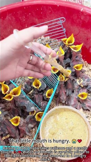 Hand-Feeding Baby Myna – Gentle Care 🐦❤️