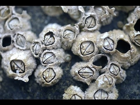 How to Catch Sheepshead Using Barnacles as Bait