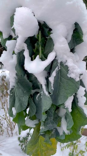 🌡🥶Abiotic stress is a negative impact caused by non-living factors such as extreme temperatures, soil salinity, heavy metals, drought or flooding (excess water). ✳️Thermotropism is a physiological mechanism of some plants and other organisms in response to changes in the environment. In this case, it is due to cold temperatures, some plants fold/curl their leaves reducing their surface area to prevent moisture loss through leaf stomata (leaf pores mostly on the underside of leaves) via transpi