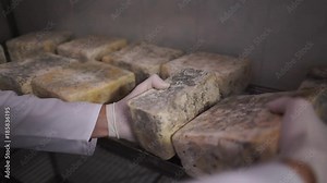 cheese production. An employee at a cheese factory working on aging cheeses. Cutting knife with mold