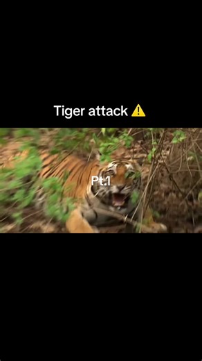 Incredible Facts About Tigers: Nature's Powerful Swimmers