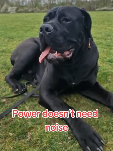 A Cane Corso doesn’t need to be hyped to look powerful. Calm. Still. Watching everything. Training a Corso isn’t about tricks or hype, it’s about understanding the breed in front of you. These dogs were built to guard, assess, and act with purpose. If you don’t give them clarity, leadership, and structure, they’ll create their own rules… and you won’t like them. You don’t train a Corso like a Labrador. You don’t raise them on vibes and hope. You respect the genetics, channel the drive, and teach
