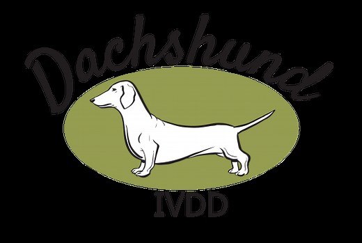 Dachshund IVDD - Symptoms & treatment