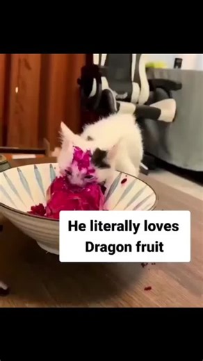 Cat Really Loves Dragon Fruit Dragon Fruit Kitty's rules are wild but clear: Keep him dry, no dragon fruit (oops), hide your Furby, and don’t spot him $100 near a casino—he’s got a gambling streak! #cat #dragonfruit #kitty #funny #food #pets #animals #furby #crazy #gremlin #messy #fyp #foryourpage #trending #viral