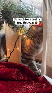 1.1K views · 35 reactions | TREE 0 …. Zeke lost count of his bulb destruction good thing he’s adorable! #christmas2025 #Christmas #cat #catoftheday #crazycatlover #Zeke | Jackie Disher | Facebook