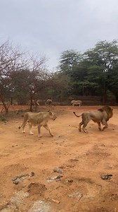 Raw power on full display 🦁🔥 Two dominant male lions go head-to-head, fighting for territory, pride, and survival. Moments like these remind us how intense and unforgiving life in the wild truly is. Nature never stops surprising us. #wildlife #bigcats #animalworld #safari | animal world