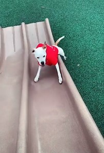 Dog Trying to Climb on Slide Keeps Slipping Down the Slope