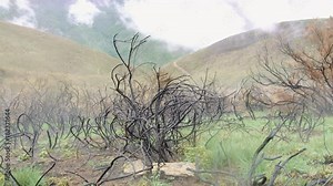 The effects of the slash and burn practice in the industry of agriculture made by farmers in Spain.