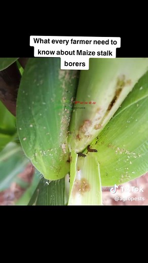 Maize Stalk Borer Control Tips for Farmers