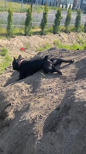 Frenchiebulldogss on Instagram: "It’s that damn itch! …………………………….. …………………………….. All rights are & belong to their respective owners …………………………….. …………………………….. Credit by Tiktok : @mop_czystdom DM for credit or removal #frenchie #frenchies #frenchiepuppy #frenchielove #frenchielife #frenchiesociety #frenchiephotos #frenchieoftheday #frenchieworld #frenchielovers #frenchiebulldog #frenchiedaily #dog #dogmom #dogs #dogsonadventures #doglover #doglovers #doglife #dogfrenchie #frenchie_bulldogs_s"