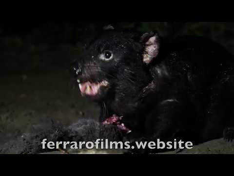 Tasmanian Devil feeding at night, a behaviour to remember