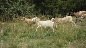 Small flock of sheep and goats. Sheep grazing and walking in green, summer grass in cinematic slow motion.