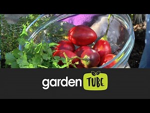 Tree Tomato Salsa