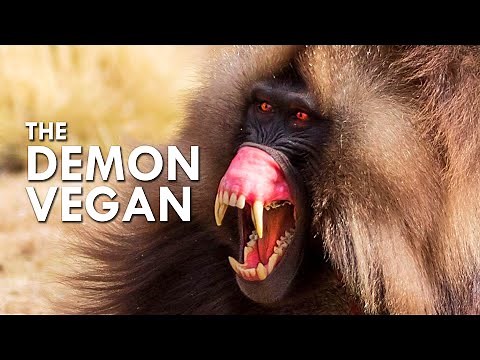 Gelada: This Baboon Cosplays As A Carnivore