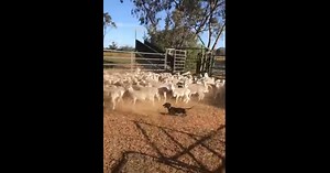 Miniature dachshund is under the impression that he’s a sheepdog