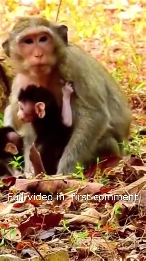 196K views · 2.4K reactions | Poor baby monkey is hated and abused by mother monkey, so sad Full video in first Comment ! | Monkey BC | Facebook