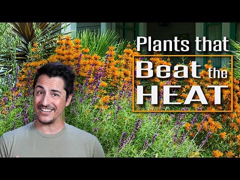 Plants that Beat the Heat! Drought and Heat Tolerant Plants