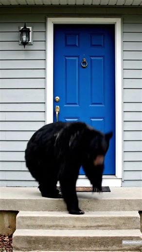 What Happens When a Bear Tries to Visit Neighbors? 🤣🐻