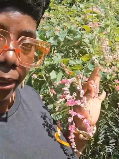 Antigonon leptopus), also called Coral Vine, Chain of Love, or Bee Bush, or Mexican Creeper, isn’t just beautiful — it’s a natural magnet for bees and butterflies! With its vibrant pink blooms and traditional healing properties, this ‘Chain of Love’ adds life, color, and purpose to any garden. | Native Radiance