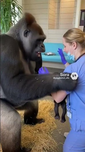She Was Calm… Until the Nurse Touched Her Baby 😳🐒🔥” #giggleshot