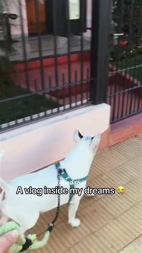 16 reactions | Normal day in my life  daily vlog part 31 | Medazelli Automatic | Facebook