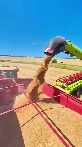 Giant Header, Massive Yield: A Look at Big Header Wheat Harvesting