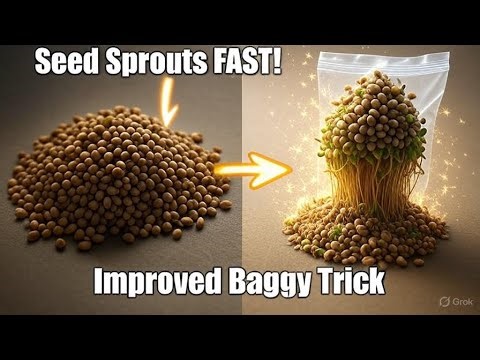 Improved paper towel and baggy method for germinating seeds fast