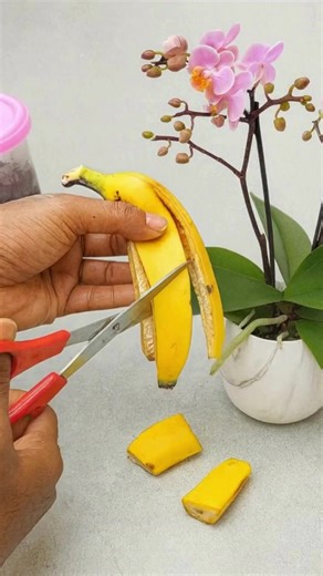 2K views · 12 reactions | Don't throw away banana peels, put them in a bottle and save your money | Simple Living Solutions | Facebook