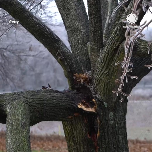 Social media accounts warned of "exploding trees" this week in the Upper Midwest, but is that true? 🌲❄️ | AccuWeather