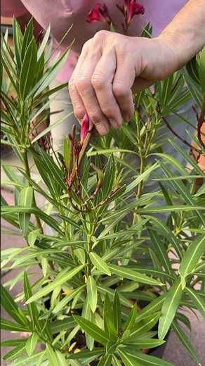 Komische Dinger am Oleander! Was tun? #garten