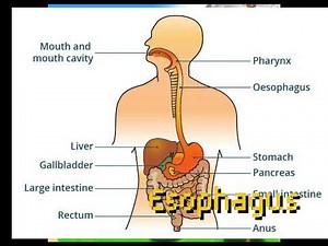 The digestive system (7th grade science project)