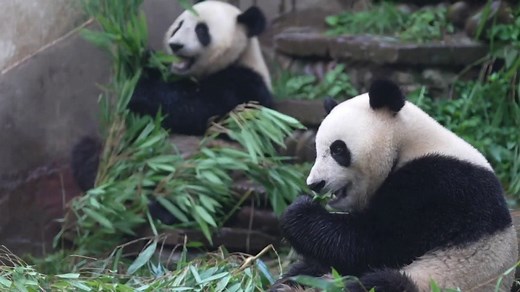 First new pandas to arrive in U.S. in over 20 years are on their way from China