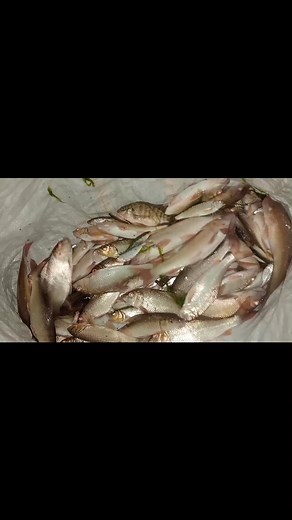 13 reactions | Machhari#machalijalkiranihai. | Arif Ansari | Facebook