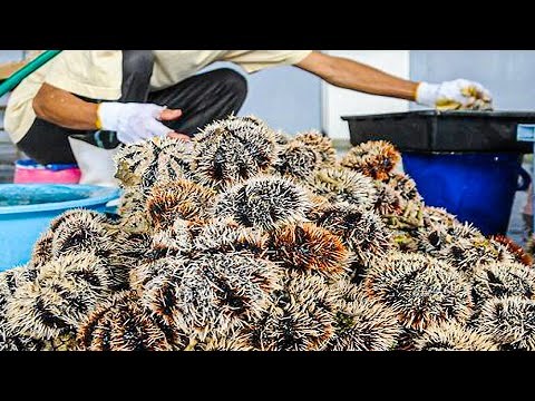 Sea Urchin Processing | How to Harvest Sea Urchin | Modern Sea Urchin Farm