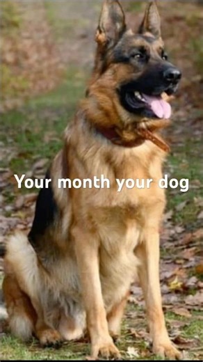 Your month your 🐶