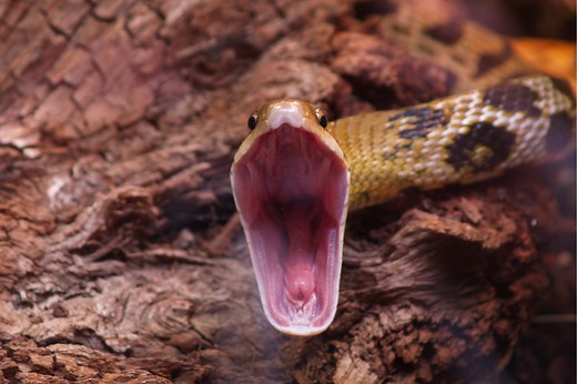 Why Do Snakes Yawn?