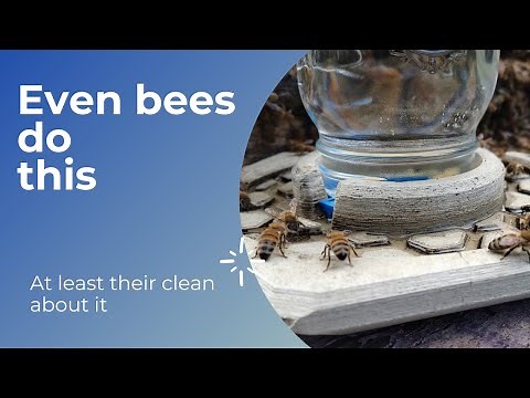Do Bees Poop? | Winter Wisdom