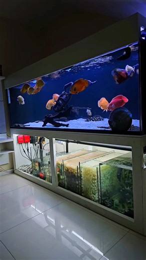 The Perfect Oscar & Stingray Tank Setup 🤩🤩 #oscarfish #stingray #aquarium #reelsviralシ | Pisces Eye