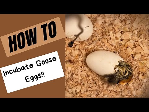 HOW TO INCUBATE GOOSE EGGS