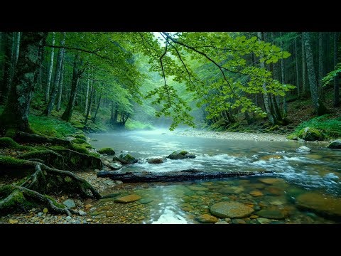 Peaceful Forest Stream Sounds,Beautiful Birds Singing,Nature Sounds for Sleeping, Stress Relief ASMR