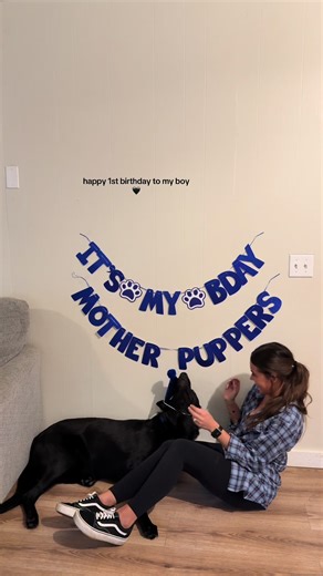 Celebrate Your German Shepherd's Birthday in Style