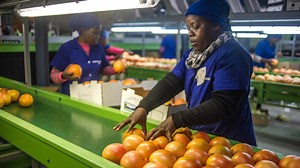 South Africa’s $2 Billion Citrus Industry Sours With Lost Exports to Russia