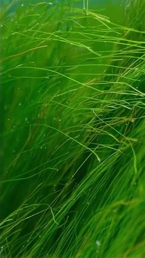 💚Beautiful Green Algae Underwater | Relaxing Nature Moments #aquaticplants #underwater #algae