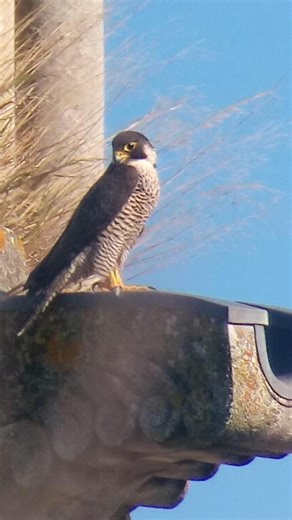 62K views · 2.4K reactions | Le faire-part de naissance est signé de la Ligue pour la protection des oiseaux de Nouvelle-Aquitaine : deux poussins de faucon pèlerin ont vu le jour à Bordeaux le 18 avril dernier. Une première dans la capitale girondine, qui n'avait jamais connu de naissance auparavant et n'avait pas aperçu de rapaces de la sorte depuis 2019.  https://l.sudouest.fr/1q0 | SudOuest.fr | Facebook