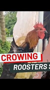 suara ayam pelung juara - long-crowing rooster #roostercrowing #roostersound #ayampelung